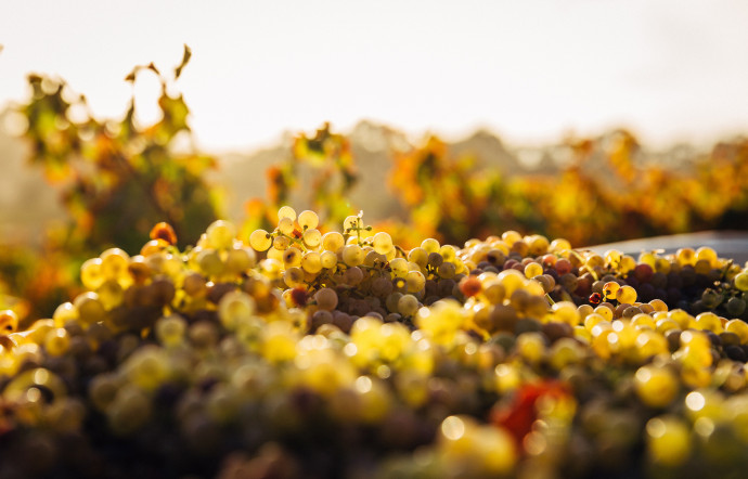 meilleurs-vins-muscadet-thegoodlife-une