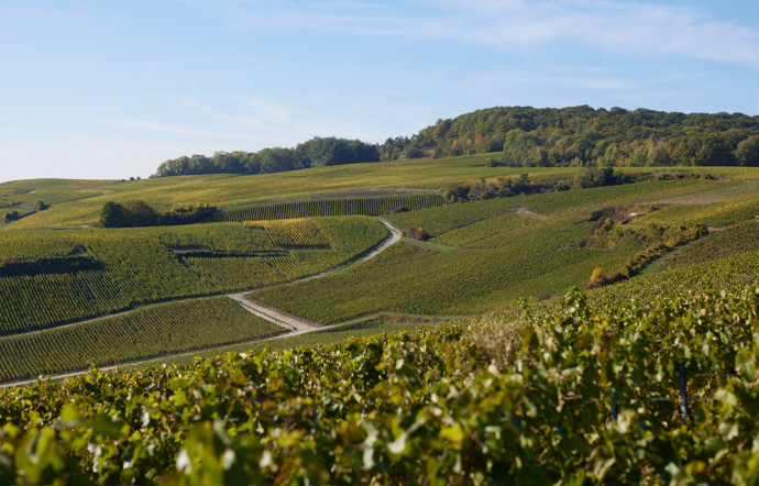 Certains se sont lancés cette dernière décennie sur le marché du champagne dominé généralement par les grandes maisons - The Good Life