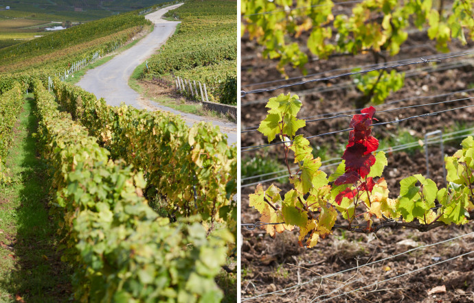 Les paysages de Champagne.