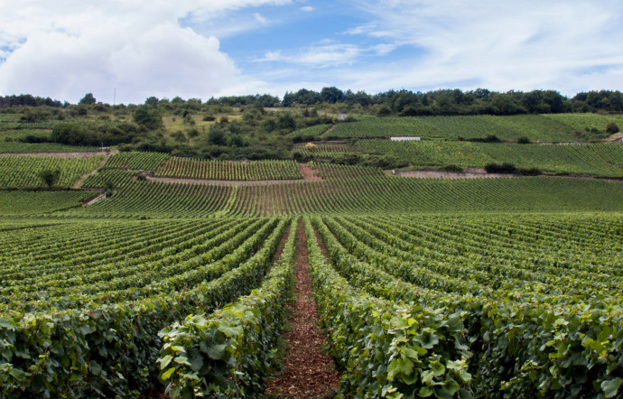 Certains se sont lancés cette dernière décennie sur le marché du champagne dominé généralement par les grandes maisons - The Good Life