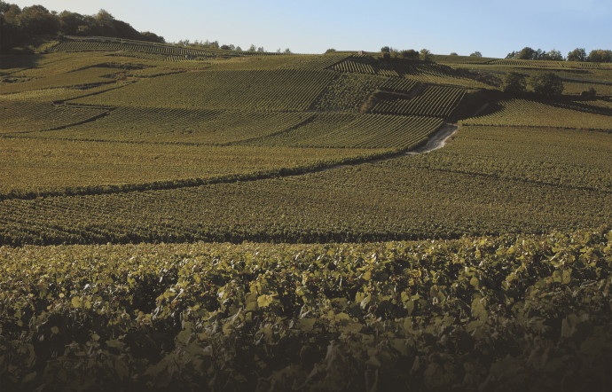 Paysage de Champagne.