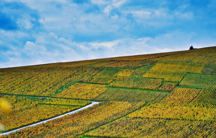 Les champagnes bruts sans année ne sont pas une sous‑catégorie dans les gammes des maisons et des vignerons. Notre sélection de 12 bruts - The Good Life