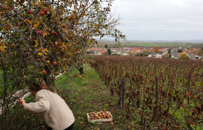 the-good-life-roger-coulon-champagne-7