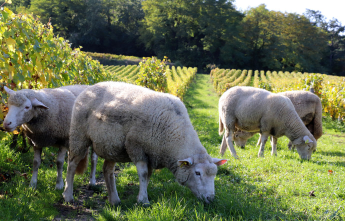 the-good-life-roger-coulon-champagne-8