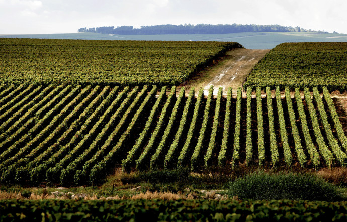 Paysage de Champagne.