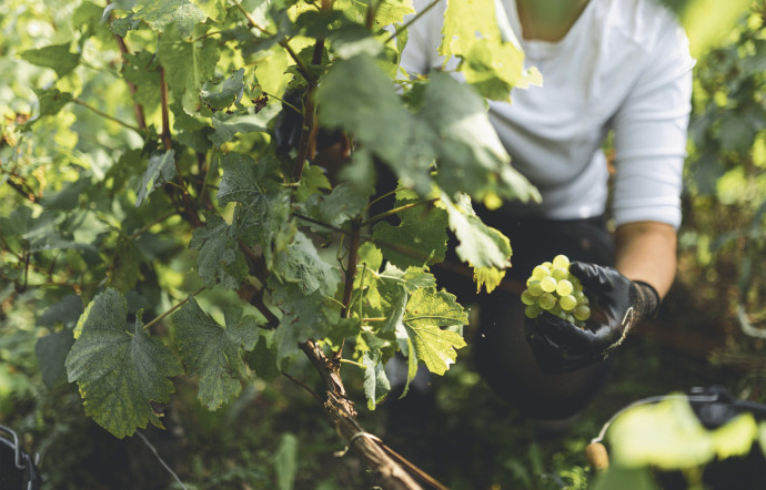 Des vignes en Champagne.
