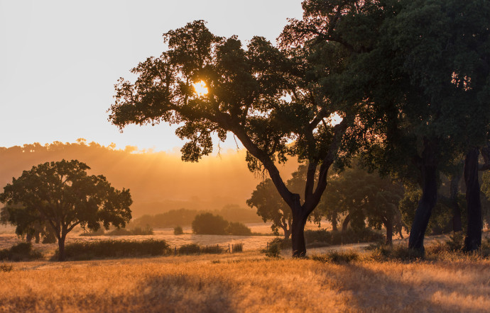  La forêt de chênes-lièges du Portugal représente un tiers des forêts de ces arbres dans le monde, soit 720 000 ha, principalement dans la région de l’Alentejo.