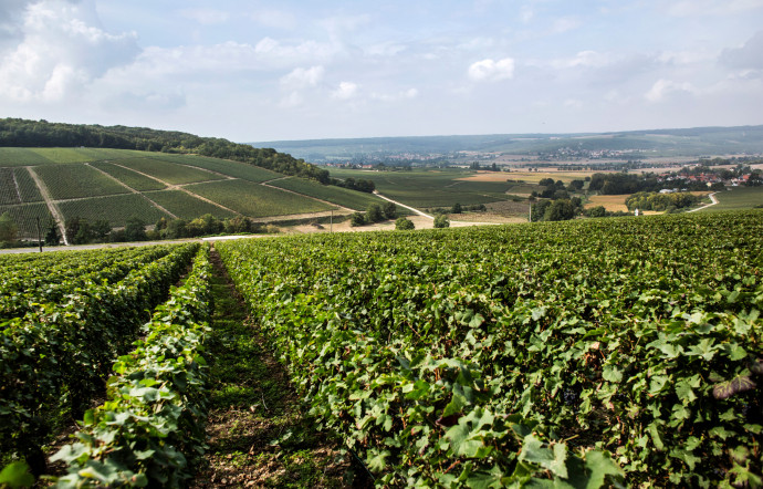 La coopérative Terroirs et vignerons de Champagne donne l'image d’un modèle alternatif entre grandes maisons et vignerons indépendants, France, 2023 - The Good Life
