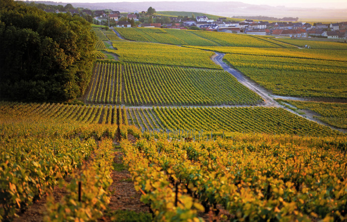 Un paysage de Champagne.