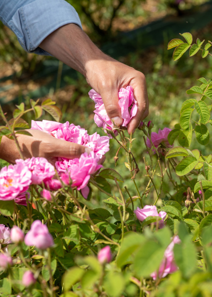 Récolte de la rose pour la marque de parfum Matière Première.