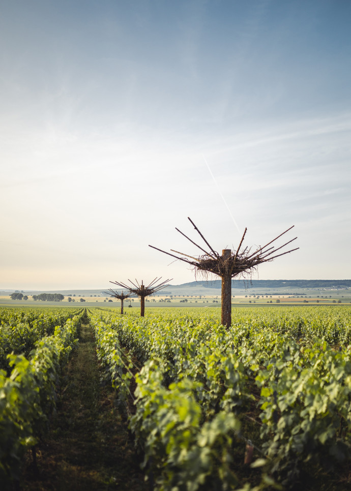 Avec Perrier-Jouët, Ruinart est l’une des maisons précurseures en matière de programme artistique et de mécénat, notamment au sein du vignoble et des locaux.