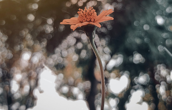 the-good-life-arnica-une