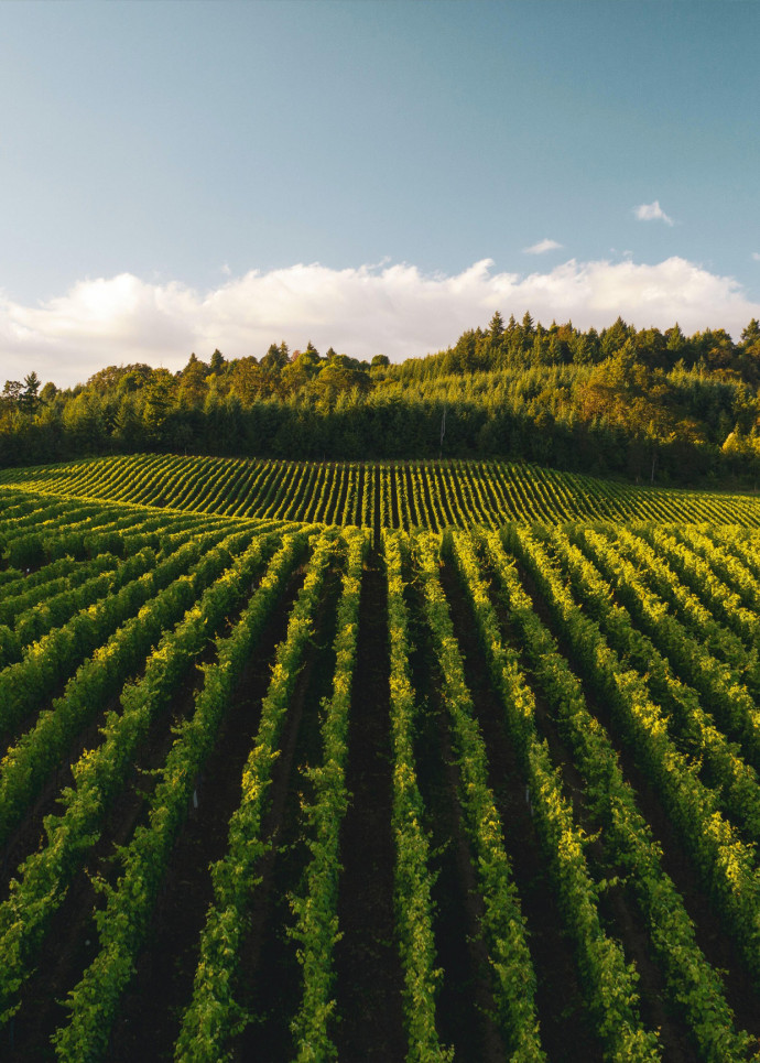 the-good-life-etoiles-vignobles-4
