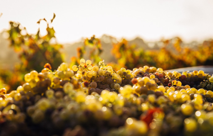 La beauté de ses vignes ne doit pas faire oublier la difficulté de cultiver la vigne dans une région où seulement 15 % des terres sont cultivables.