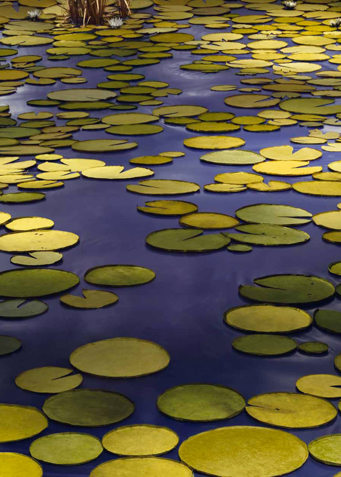 Pond.