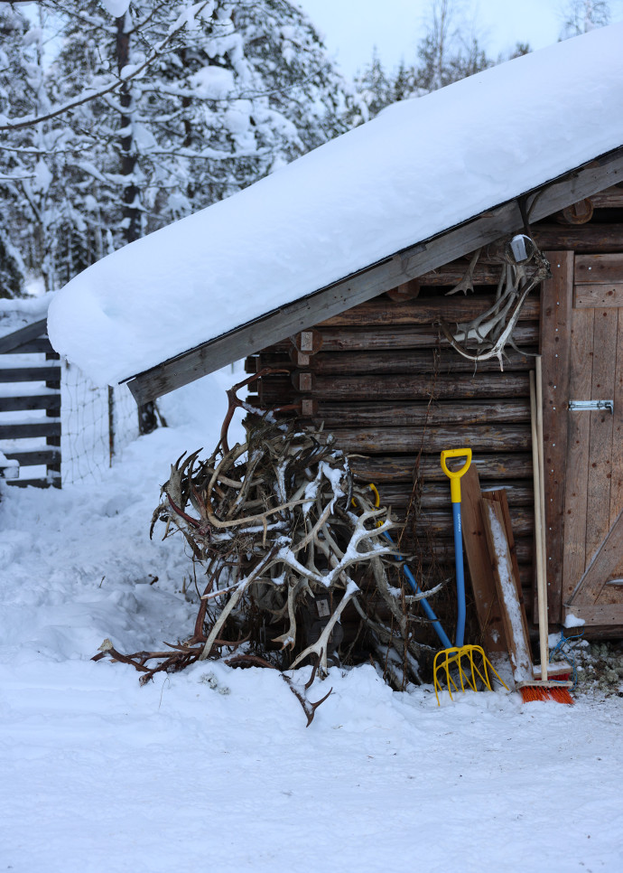 Tout est utilisé dans le renne, jusqu’aux bois.