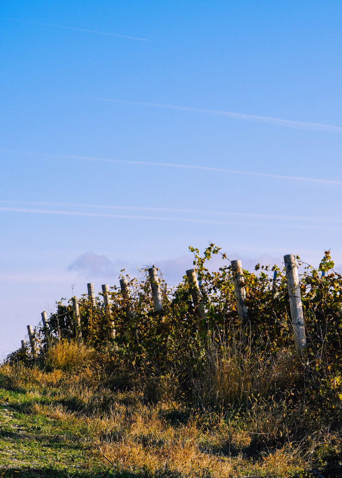 fabriquer-vin-dans-son-jardin-the-good-life-5