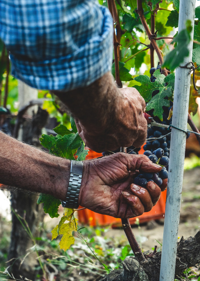 L’époque où nos aïeux des campagnes cultivaient quelques rangs de vignes en bordure de potager n’est somme toute pas si lointaine…