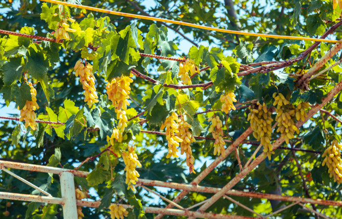 fabriquer-vin-dans-son-jardin-the-good-life-une