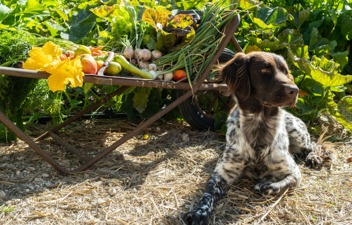 Les légumes du chef à Fleur de Loire.