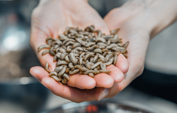 2 milliards de personnes dans le monde ont déjà intégré une ou plusieurs des 1 900 espèces d’insectes consommables dans leur régime alimentaire.