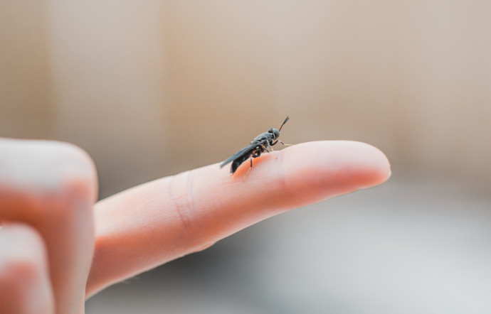 Les huiles d’insectes servent plus particulièrement à l’alimentation des porcs et des volailles.