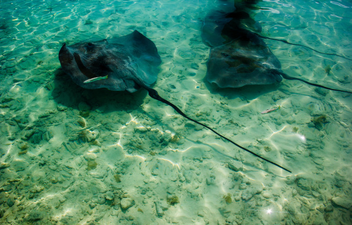 Baignade avec les Manta ?