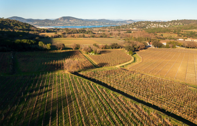 Vue du vignoble du château Minuty.