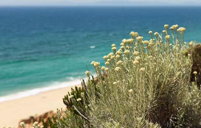 Depuis quelques années, l’immortelle connaît un retour en grâce en cosmétique comme en haute parfumerie. Découverte, 2023 - TGL