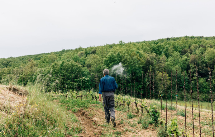 Le vigneron Fabrizio Niccolaini dans son domaine de Massa Vecchia.