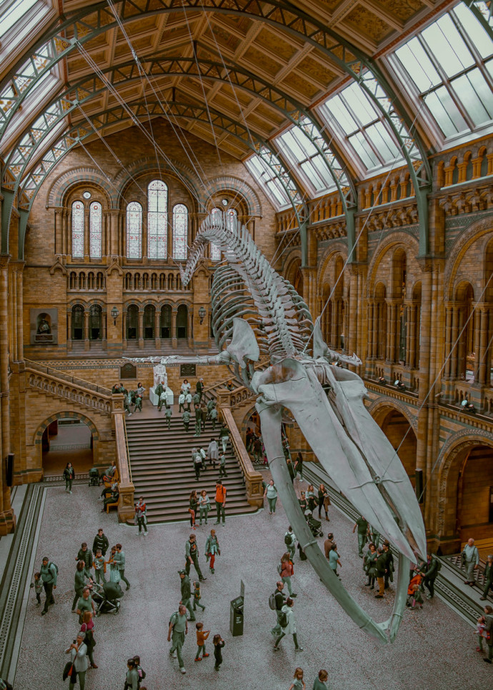 Les millionnaires participent de plus en plus aux ventes aux enchères de squelettes de dinosaures.