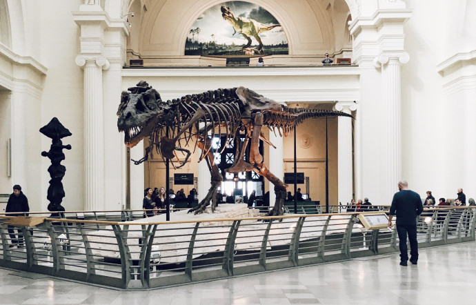 De plus en plus, les squelettes de dinosaures sont vendues pour des chiffres folles.