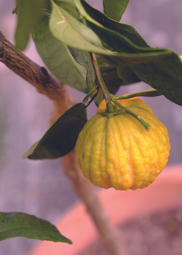 Si le fruit du bigaradier sert à faire la marmelade d’orange, sa fleur produit l’essence de néroli utilisée en parfumerie.