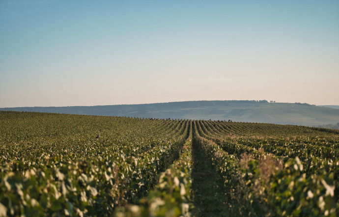 Vue des vignes de la maison Henriot.