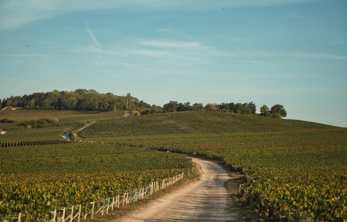 Vue des vignes de Champagne.