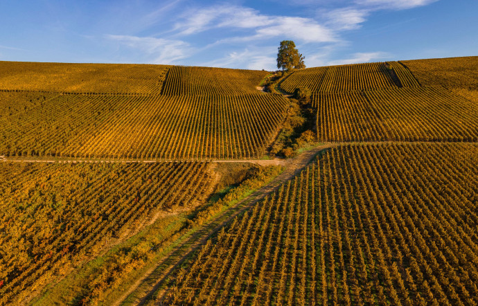 Les vignes de Champagne Pierre Mignon en automne.