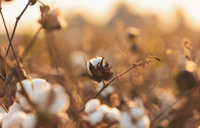 Vue d’un champ de fleurs de coton.