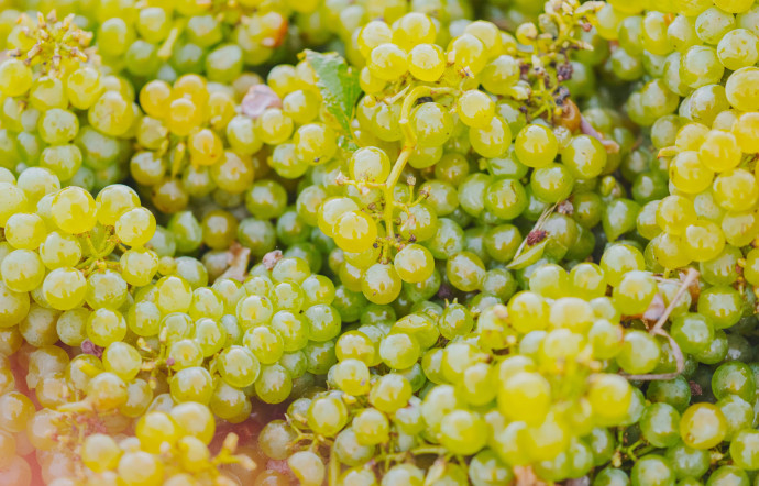 Pour cette première édition, par exemple, l’année de base est constituée d’une vingtaine de crus différents de la vendange 2018 et de 20 % de vins de réserve.