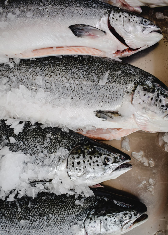 Troisième et dernier clou dans le cercueil : les élevages de Norvège et d’Écosse inondent alors le marché européen de saumon.