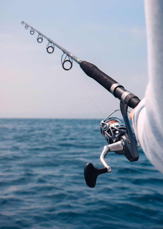 Les saumons chinook importés s’avèrent malades. Ils portent en eux un parasite appelé PKD, sans danger pour l’homme, mais qui détruit les reins des poissons.