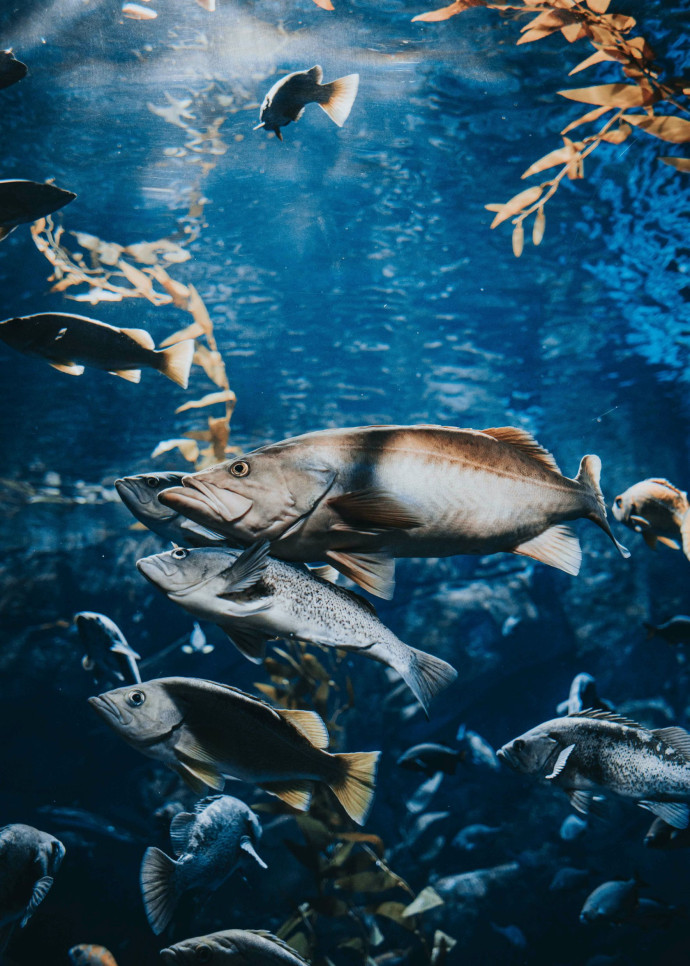 Le saumon est un animal surprenant. Il est à l’aise dans l’eau douce comme dans l’eau salée – une particularité qu’on ne retrouve que chez 1 % des poissons.