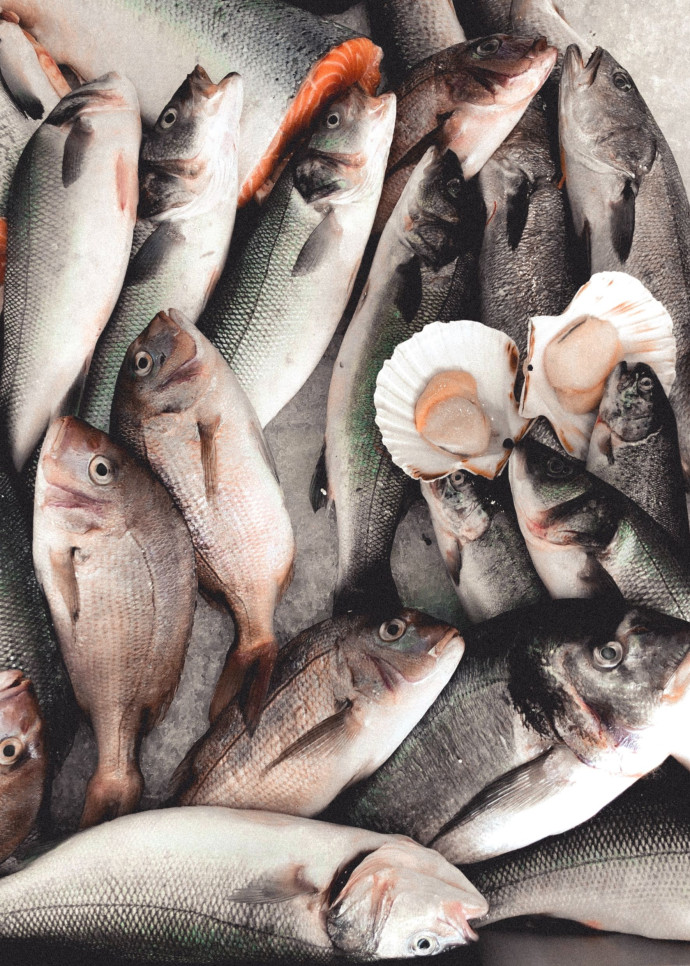Une autre variété de saumons importée sur place, le coho, offre des résultats plus prometteurs.