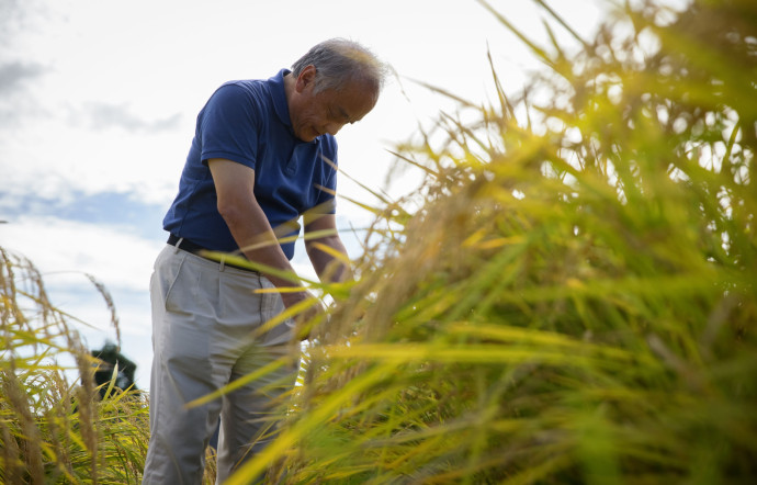 Le riz, un grand cru, récolté une fois par an, est utilisé uniquement pour le saké.