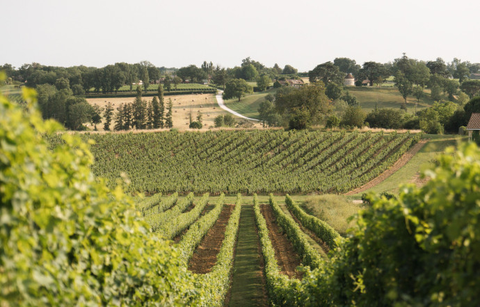 Les vignes du château de Sours, détenu depuis 2015 par le milliardaire chinois Jack Ma.