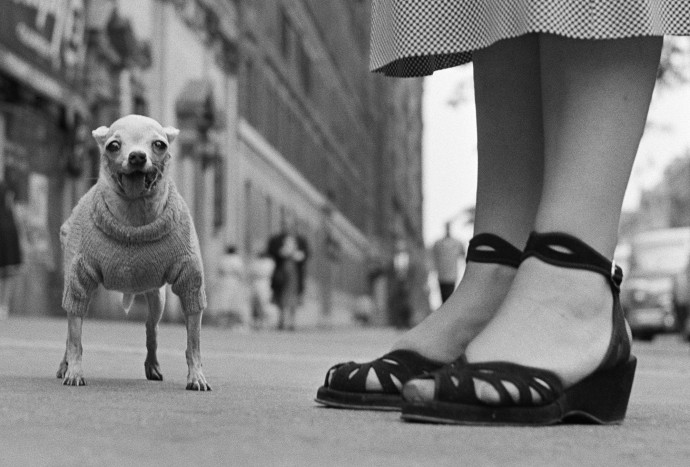 exposition elliot erwitt magnum galerie photo