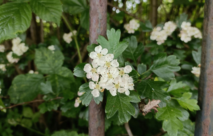 La fleur de sureau refleurit en version liqueur dans les lieux les plus chic tout en cultivant ses racines terroir, 2024 - TGL