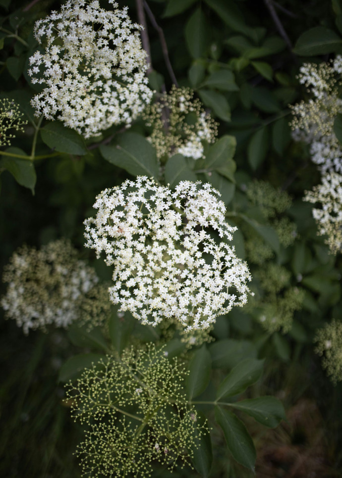 Autrefois, les ­paysans récoltaient tiges, fleurs et fruits de cet arbuste originaire d’Europe centrale. 
