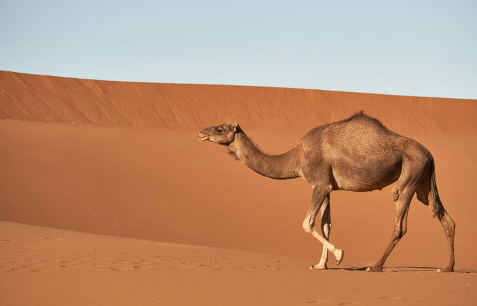 De glace, de sable ou de rocailles, les déserts couvrent un cinquième de la planète et reçoivent moins de 250 millimètres de précipitations par an – entre 250 et 500 millimètres dans les zones semi-arides comme les steppes.