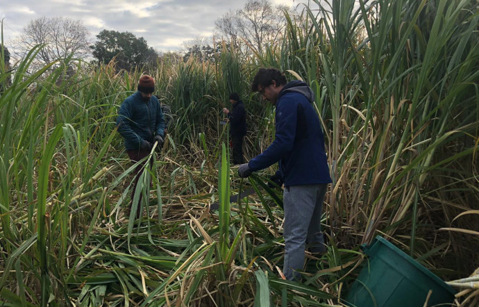 Les employés de Ferroni s’activent dans la plantation de canne, dans le Var.