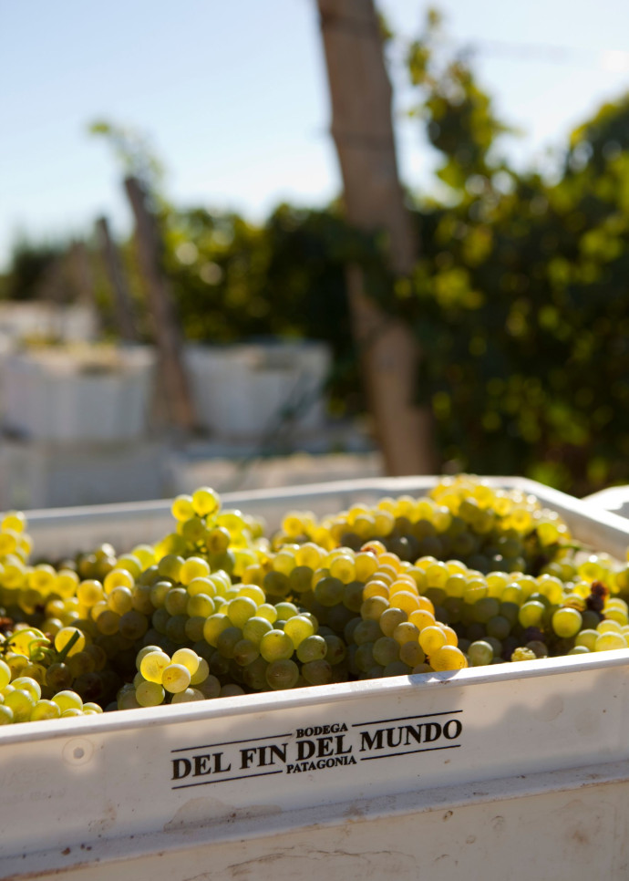 En Patagonie, des viticulteurs patagons ont su développer, en seulement trente ans, le potentiel de ces grappes noires millénaires, 2024 – TGL